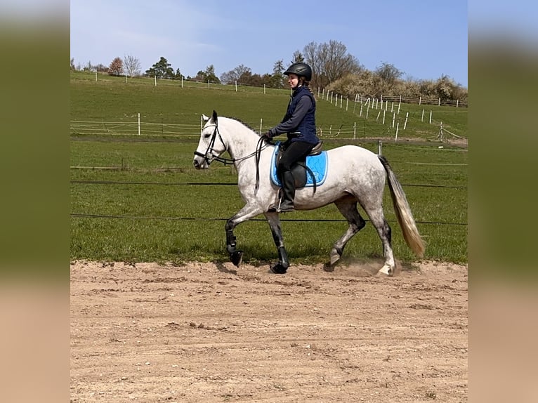 Connemara Mare 7 years 14,1 hh Grey-Dark-Tan in Lisberg