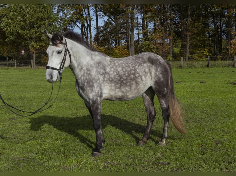Connemara Mix Mare 7 years 14,1 hh Grey in Herten