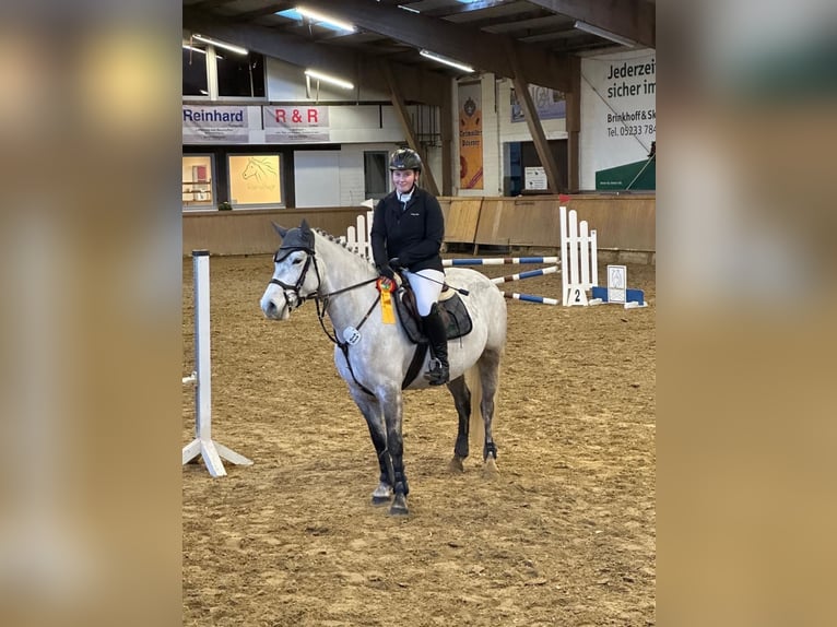 Connemara Mare 7 years 14,1 hh Grey in Brakel