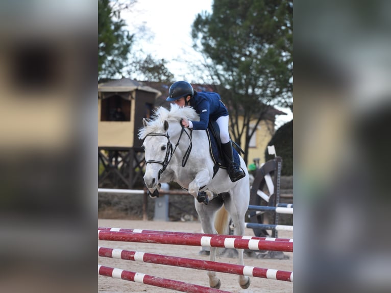 Connemara Mare 7 years 14,2 hh Gray in Chieti