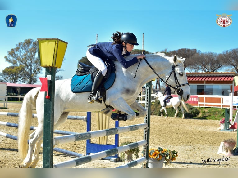 Connemara Mare 7 years 14,2 hh Gray in Chieti