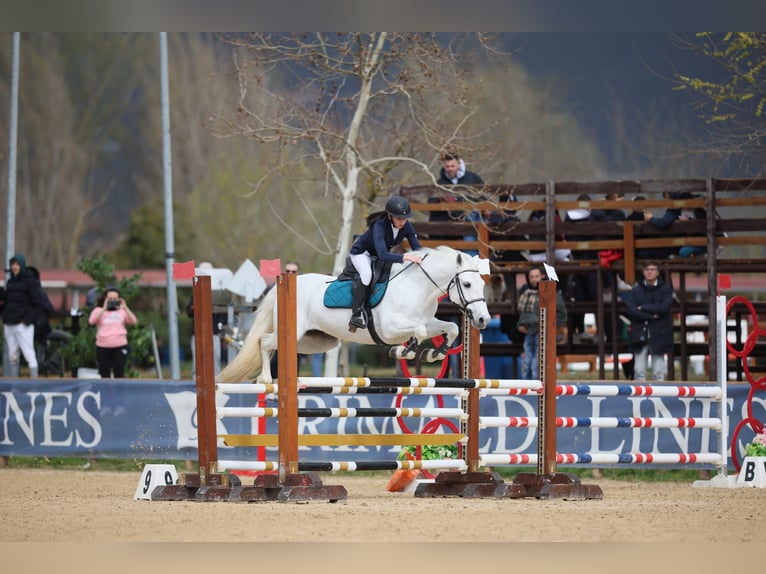 Connemara Mare 7 years 14,2 hh Gray in Chieti