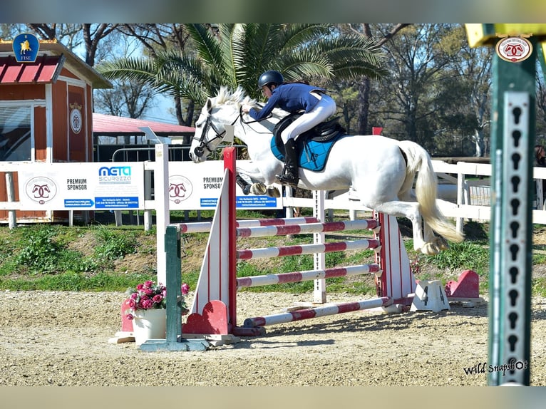 Connemara Mare 7 years 14,2 hh Gray in Chieti