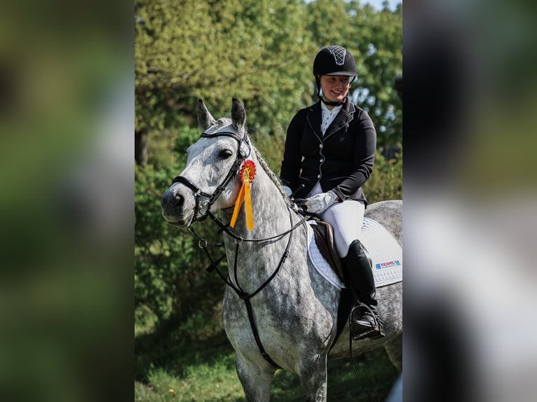 Connemara Mare 7 years 14,2 hh Grey-Dapple in Mittenaar