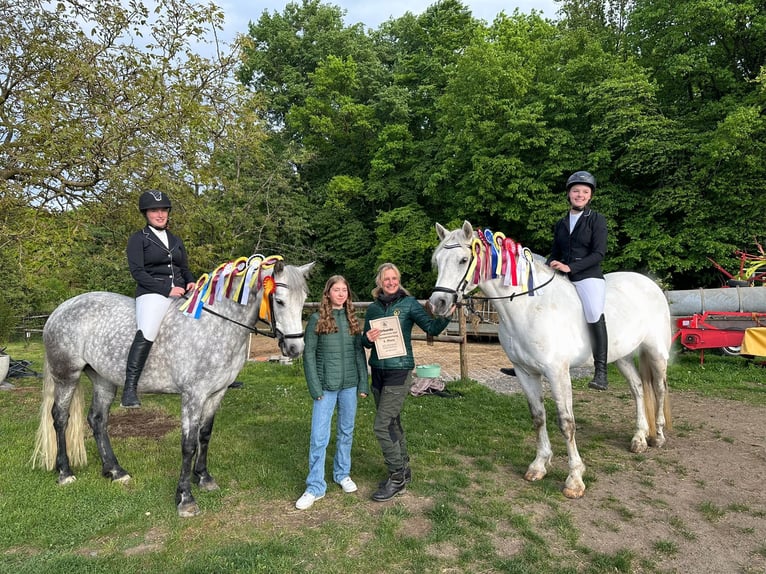 Connemara Mare 7 years 14,2 hh Grey-Dapple in Mittenaar Connemara Mare 7 years 14,2 hh Grey-Dapple in Mittenaar