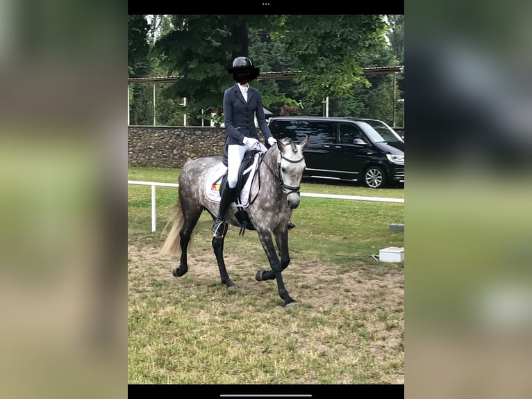 Connemara Mare 7 years 14,2 hh Grey-Dapple in L&#xF6;ningen