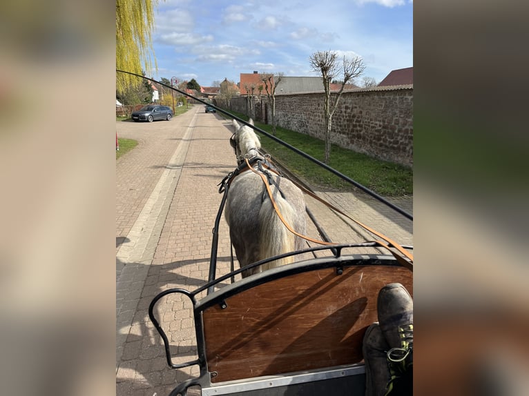 Connemara Mare 7 years 15 hh Can be white in Hohe Börde