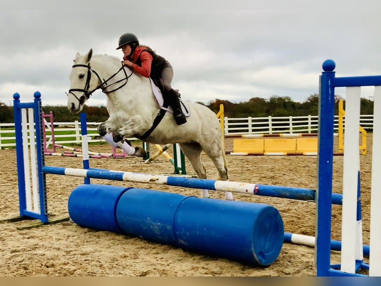 Connemara Mare 7 years 15,1 hh Grey in Mountrath
