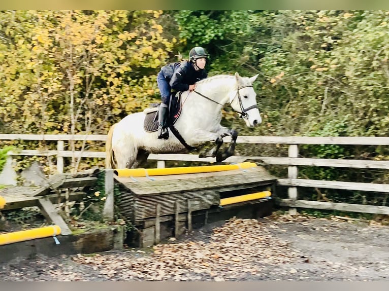 Connemara Mare 7 years 15,1 hh Grey in Mountrath