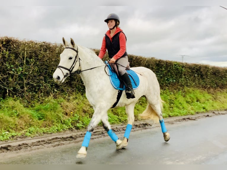 Connemara Mare 7 years 15,1 hh Grey in Mountrath