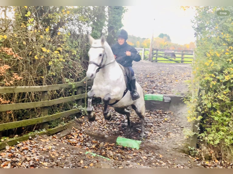 Connemara Mare 7 years 15,1 hh Grey in Mountrath