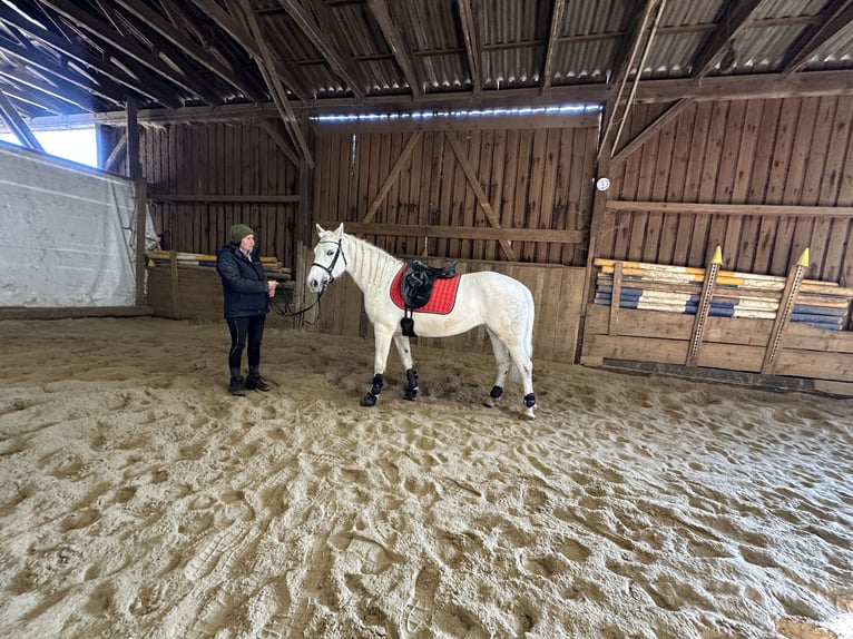 Connemara Mare 7 years Gray-Dapple in Lisberg