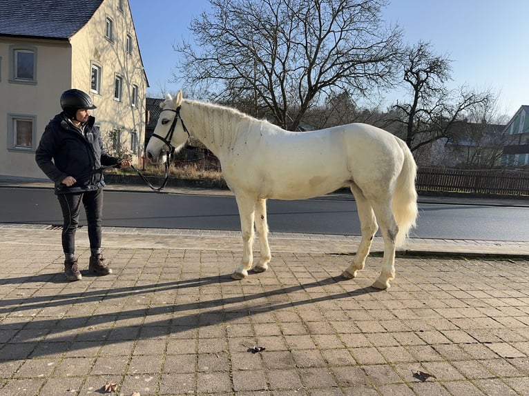 Connemara Mare 7 years Grey-Dapple in Lisberg