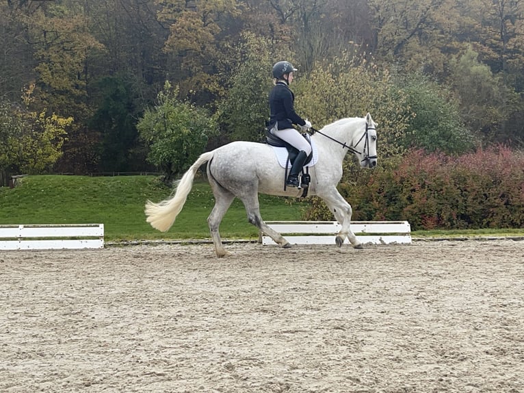 Connemara Mare 7 years Grey-Dapple in Lisberg