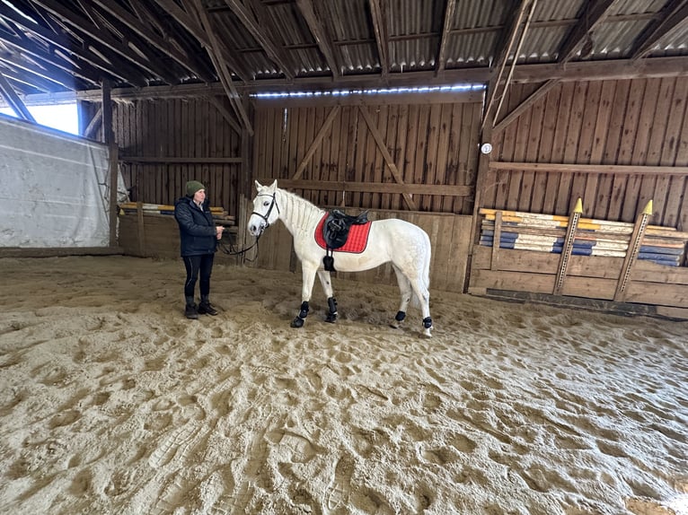 Connemara Mare 7 years Grey-Dapple in Lisberg