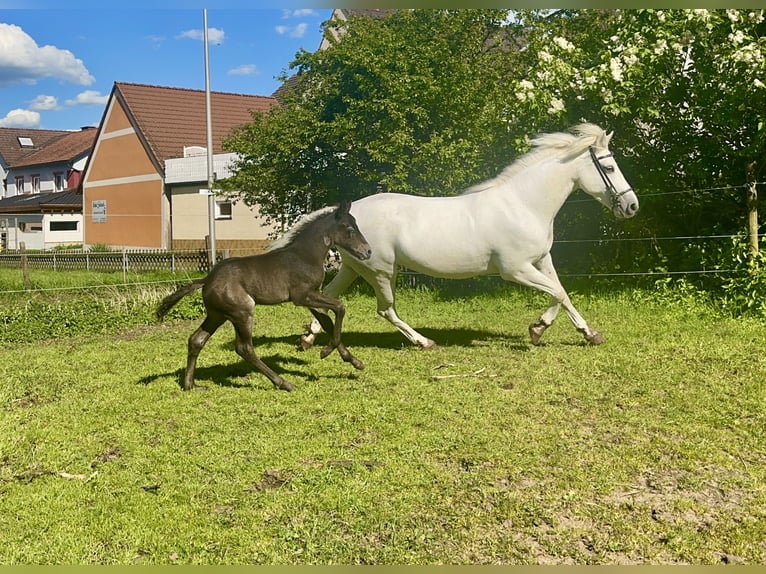 Connemara Mare 7 years Grey-Dapple in Lisberg