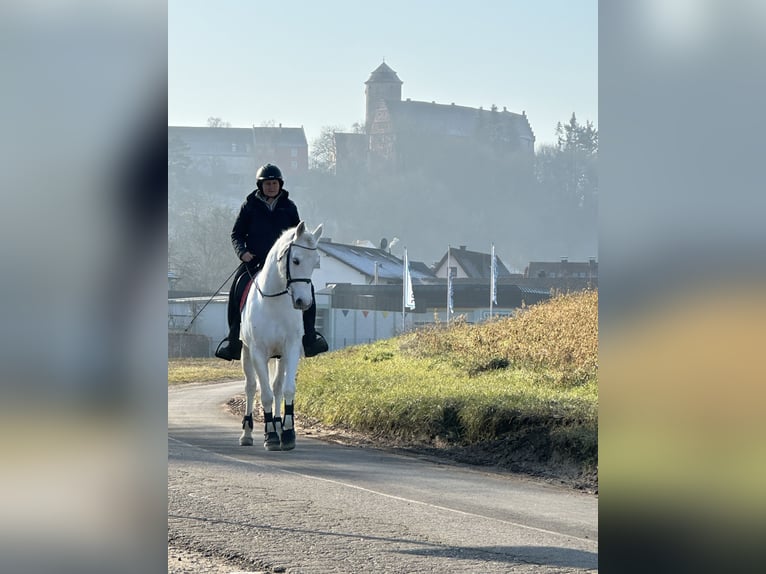 Connemara Mare 7 years Grey-Dapple in Lisberg