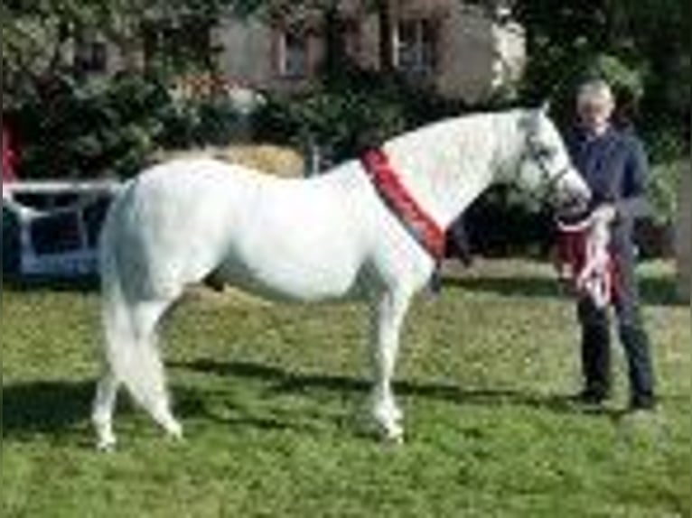 Connemara Mare 7 years Grey-Dapple in Lisberg