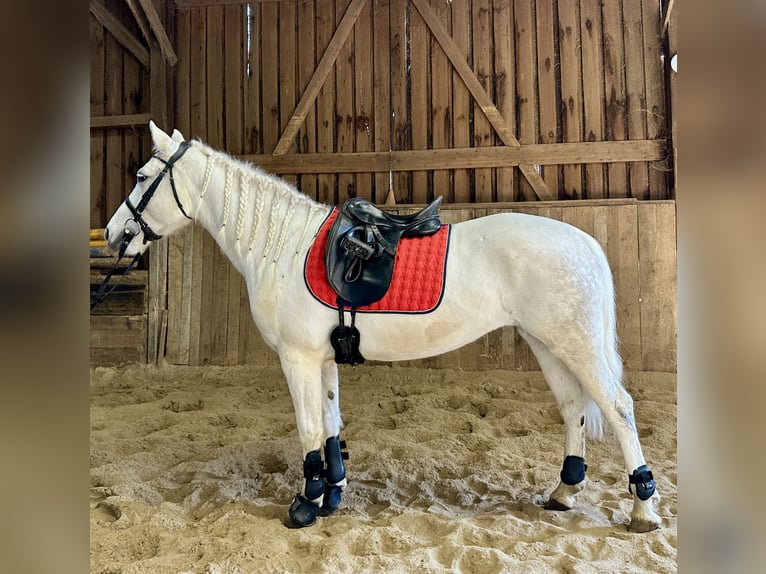 Connemara Mare 7 years Grey-Dapple in Lisberg