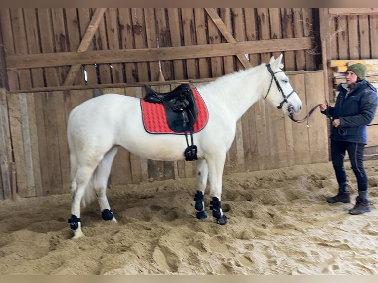 Connemara Mare 7 years Grey-Dapple in Lisberg