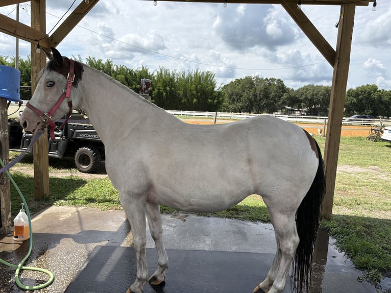 Connemara Mare 7 years Tobiano-all-colors in Odessa fl