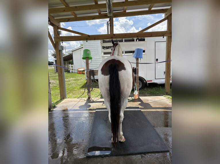 Connemara Mare 7 years Tobiano-all-colors in Odessa fl