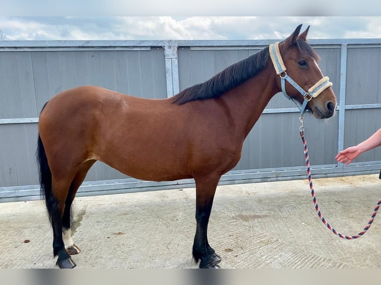 Connemara Mare 8 years 13,2 hh Brown in Sligo