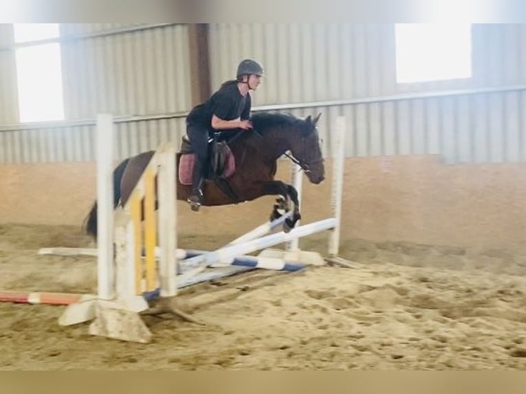 Connemara Mare 8 years 13,2 hh Brown in Sligo