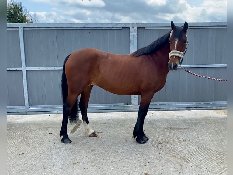 Connemara Mare 8 years 13,2 hh Brown in Sligo