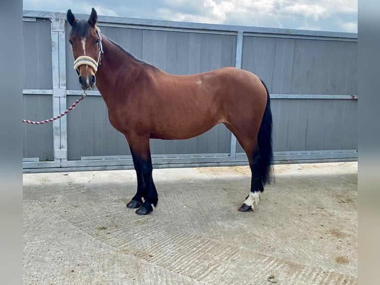 Connemara Mare 8 years 13,2 hh Brown in Sligo