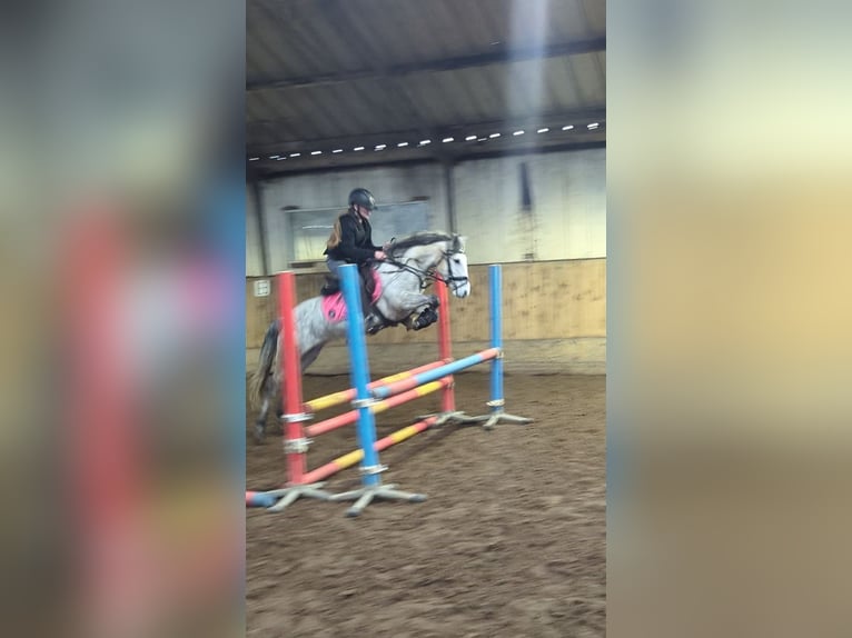 Connemara Mix Mare 8 years 13,2 hh Gray in Wijk en Aalburg