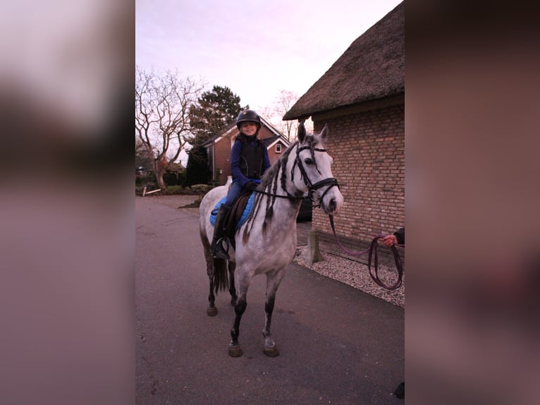 Connemara Mix Mare 8 years 13,2 hh Gray in Wijk en Aalburg