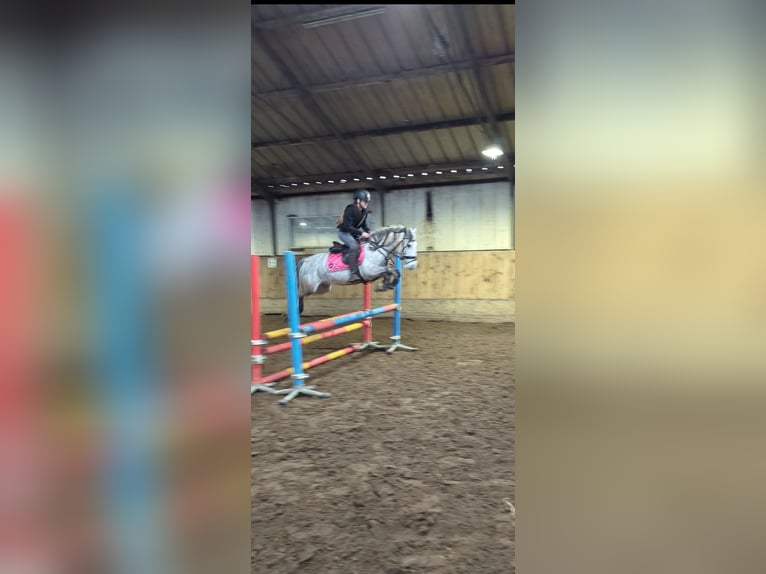 Connemara Mix Mare 8 years 13,2 hh Gray in Wijk en Aalburg