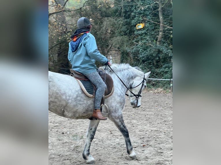 Connemara Mare 8 years 14,1 hh Gray-Dapple in La Ciotat