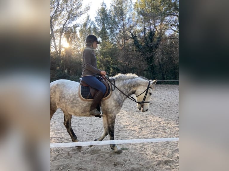 Connemara Mare 8 years 14,1 hh Gray-Dapple in La Ciotat