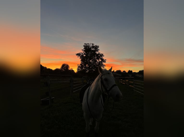 Connemara Mare 8 years 14,1 hh Gray in Linz