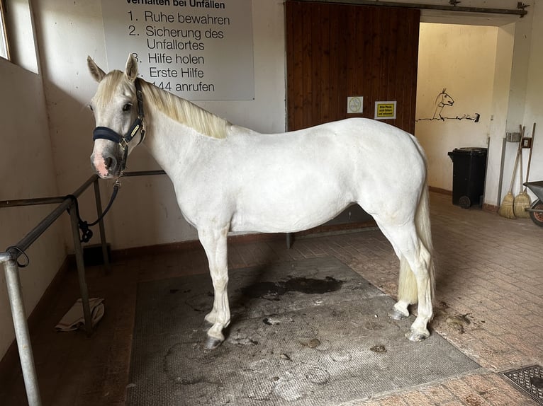 Connemara Mare 8 years 14,1 hh Gray in Linz