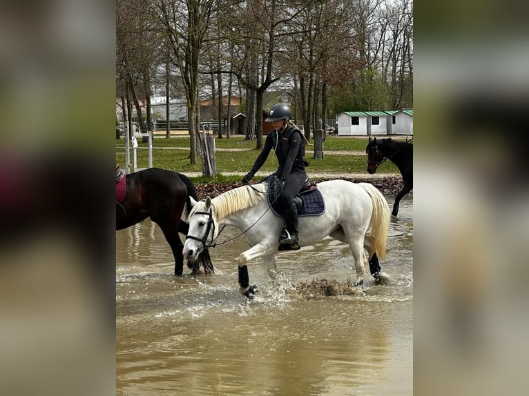 Connemara Mare 8 years 14,1 hh Gray in Linz