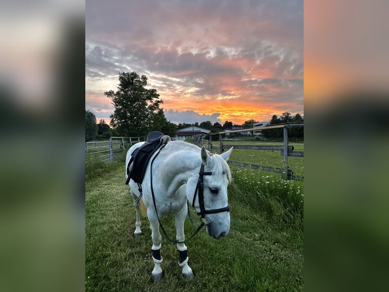 Connemara Mare 8 years 14,1 hh Gray in Linz