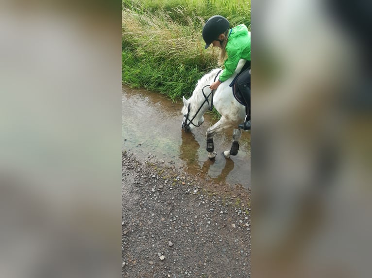 Connemara Mare 8 years 14.1 hh Grey in Neustadt am Rübenberge