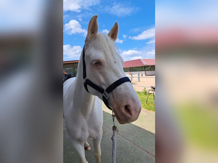 Connemara Mare 8 years 14,2 hh Cremello in Hammersbach