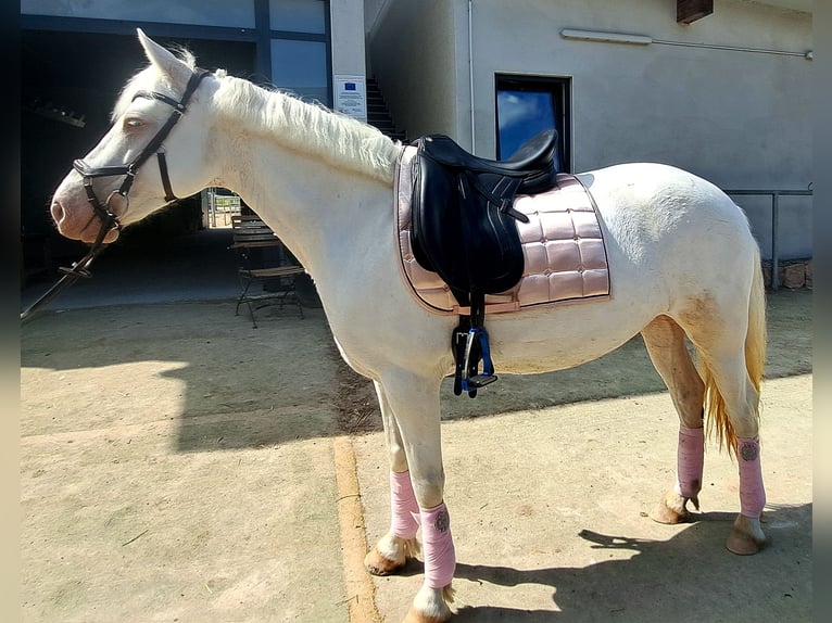 Connemara Mare 8 years 14,2 hh Cremello in Hammersbach