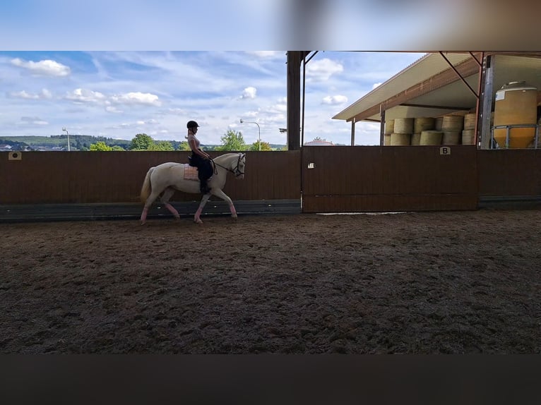 Connemara Mare 8 years 14,2 hh Cremello in Hammersbach