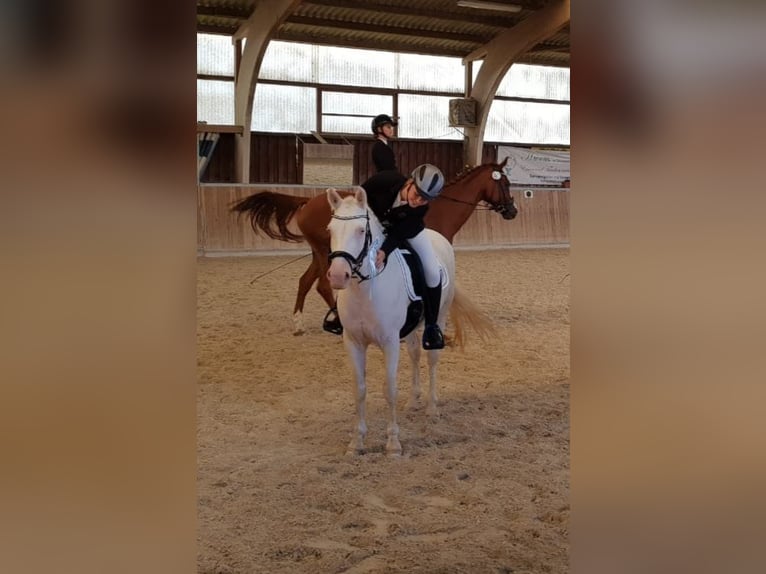 Connemara Mare 8 years 14,2 hh in Langenselbold