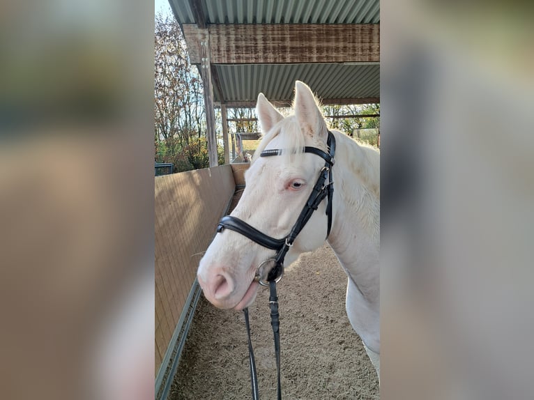 Connemara Mare 8 years 14,2 hh in Langenselbold