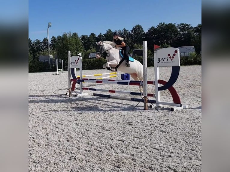 Connemara Mare 8 years 14,2 hh in Langenselbold