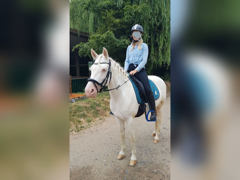 Connemara Mare 8 years 14,2 hh in Langenselbold