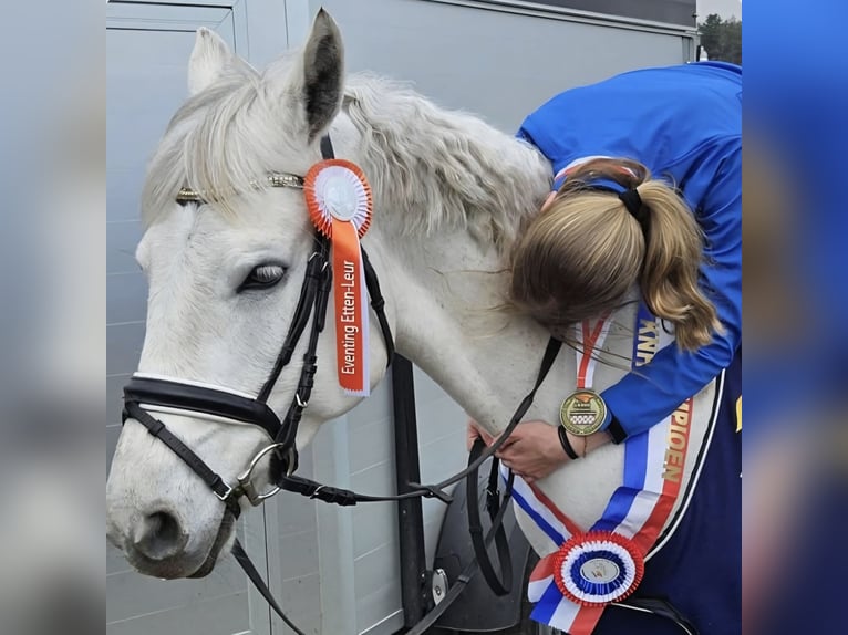 Connemara Mare 8 years 14.2 hh Grey in Liessel