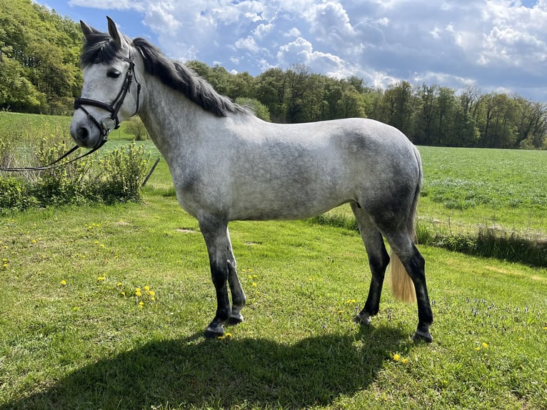 Connemara Mare 8 years 14.2 hh Grey in Stockach