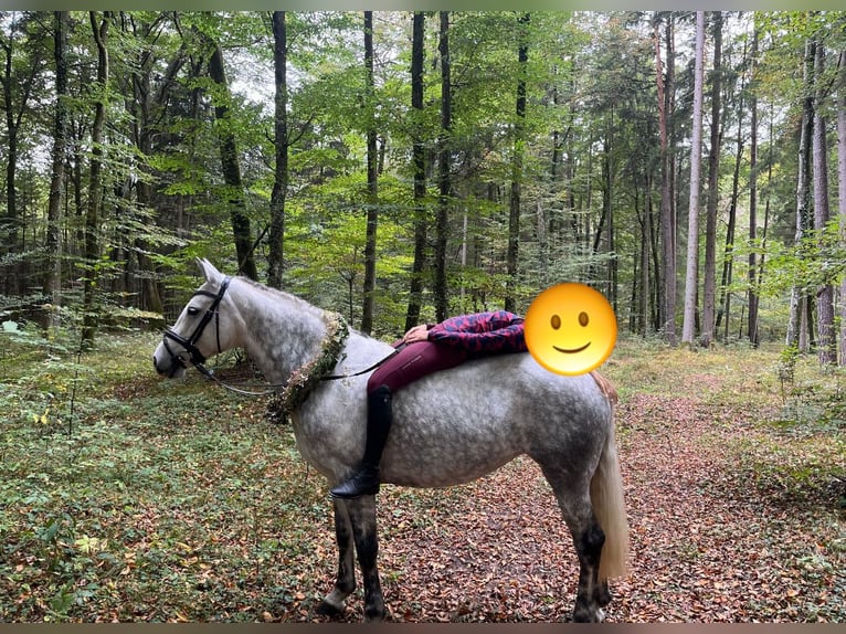 Connemara Mare 8 years 14,3 hh Gray-Dapple in Emmerting